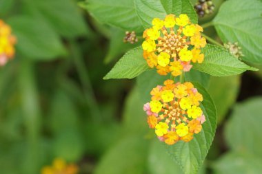Açık büyüyen renk çiçekler yakın 
