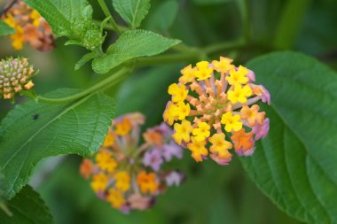 Açık büyüyen renk çiçekler yakın 