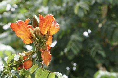 Açık büyüyen renk çiçekler yakın 