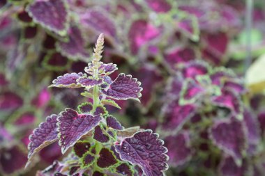 renk bitkiler yakın yukarı gündüz yaprakları 