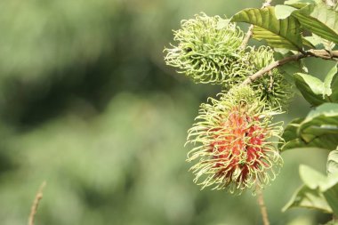 Dalda olgunlaşan taze egzotik meyvelerin yakın plan çekimi.