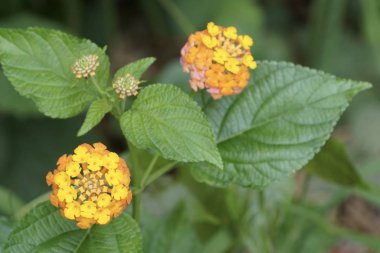 Açık büyüyen renk çiçekler yakın 