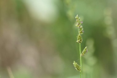 gündüz açık havada yeşil bitkilerin yakın 