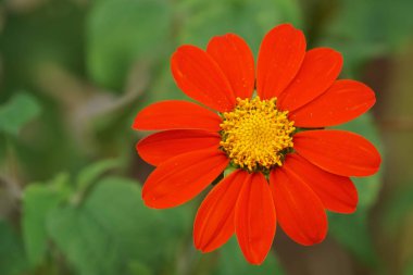 Açık büyüyen renk çiçeği yakın 