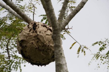 ağaç dalı üzerinde termit yuva yakın 
