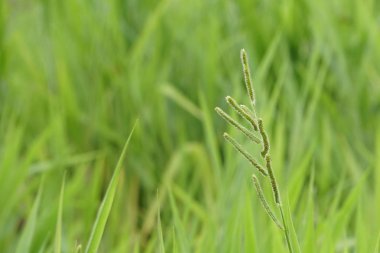gündüz açık havada yeşil bitkilerin yakın 