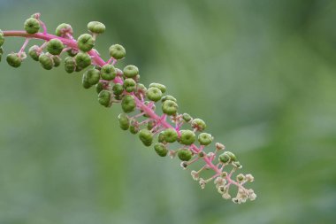gündüz açık havada yeşil bitkilerin yakın 