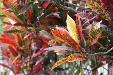 renk bitkiler yakın yukarı gündüz yaprakları 
