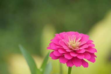 Açık büyüyen renk çiçeği yakın 