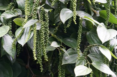gündüz açık havada yeşil bitkilerin yakın 