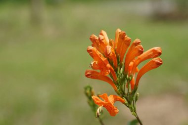Açık büyüyen renk çiçekler yakın 