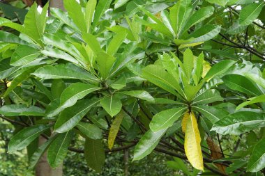 gündüz açık havada büyüyen vahşi bitkilerin yakın 