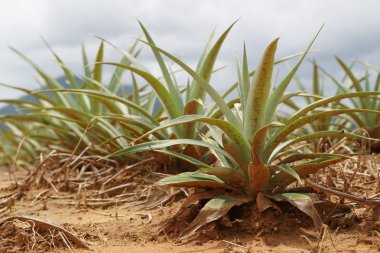 gündüz tarım alanının görünümü