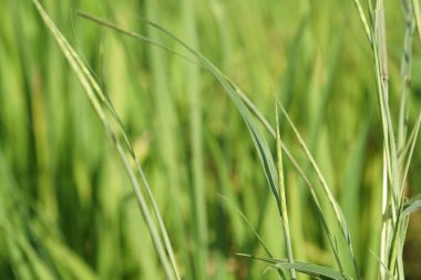 gündüz açık havada yeşil bitkilerin yakın 