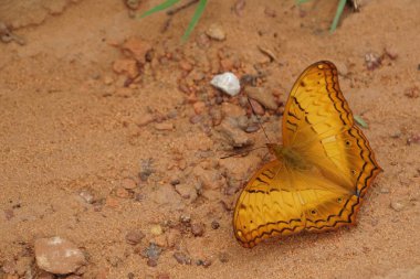 güzel kelebek içme suyu açık havada yakın  