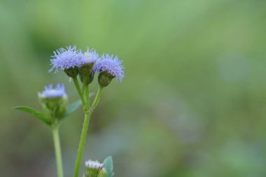 Açık büyüyen renk çiçekler yakın 