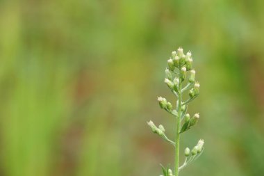 gündüz açık havada yeşil bitkilerin yakın 