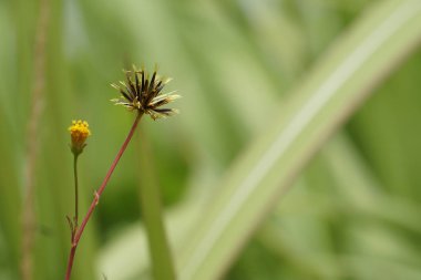 gündüz açık havada büyüyen vahşi bitkilerin yakın 