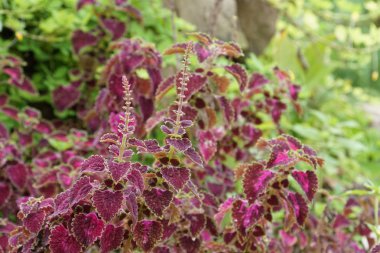 renk bitkiler yakın yukarı gündüz yaprakları 