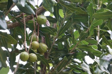 verim gündüz büyüyen meyve ağacının yakın 