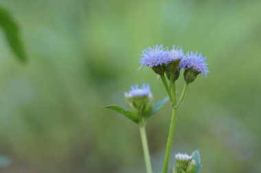 Açık büyüyen renk çiçekler yakın 