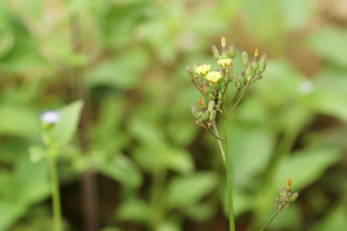 güneşli bir gün yaz çayır büyüyen vahşi sarı karahindiba çiçekler 