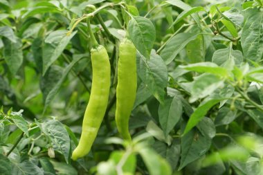 gündüz biber ile tarım alanı görünümü