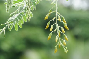gündüz açık havada yeşil bitkilerin yakın 