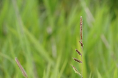 gündüz açık havada yeşil bitkilerin yakın 