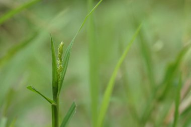 gündüz açık havada yeşil bitkilerin yakın 