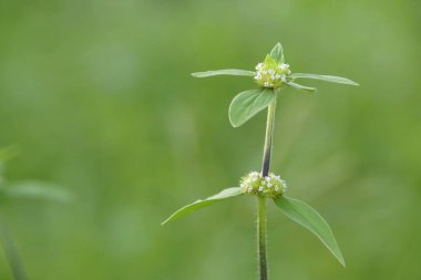 gündüz açık havada yeşil bitkilerin yakın 