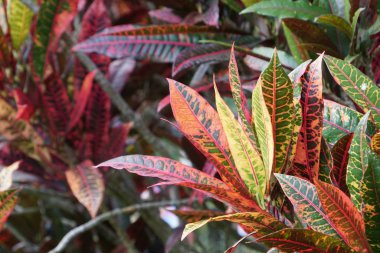 gündüz açık havada büyüyen renkli yaprakları ile bitki yakın 