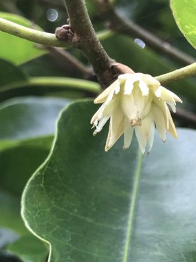 Açık büyüyen renk çiçekler yakın 