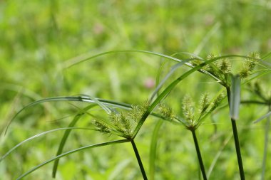 gündüz açık havada yeşil bitkilerin yakın 