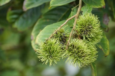Dalda olgunlaşan taze egzotik meyvelerin yakın plan çekimi.