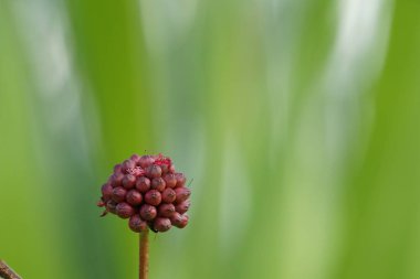 gündüz açık havada büyüyen vahşi bitkilerin yakın 