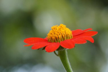 Açık büyüyen renk çiçeği yakın 