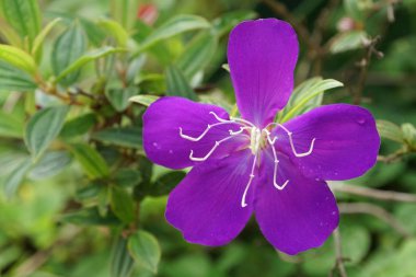 Açık büyüyen renk çiçeği yakın 