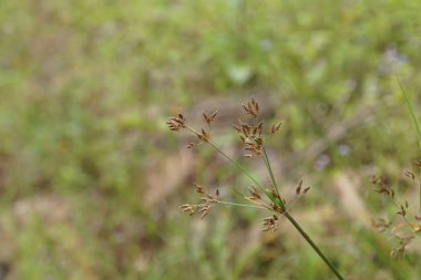 gündüz açık havada yeşil bitkilerin yakın 