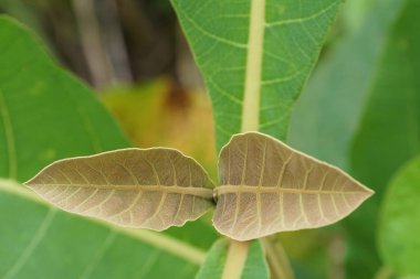 gündüz açık havada büyüyen vahşi bitkilerin yakın 