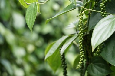 gündüz açık havada yeşil bitkilerin yakın 