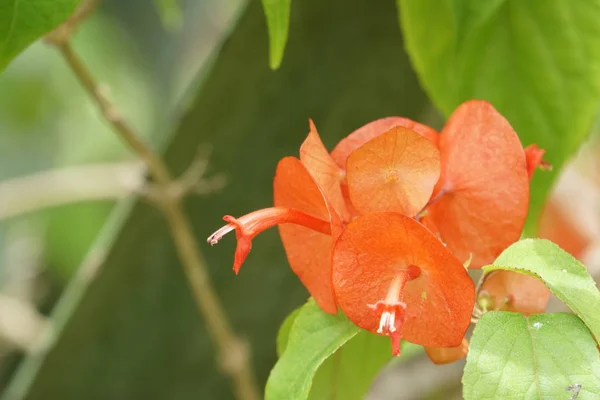 Close Color Flowers Growing Outdoor — Stock Photo, Image