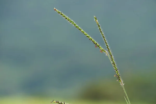 Close Van Groene Planten Buitenshuis Overdag — Stockfoto