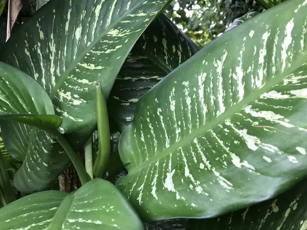 Tutup Dari Tanaman Hijau Luar Ruangan Pada Siang Hari — Stok Foto