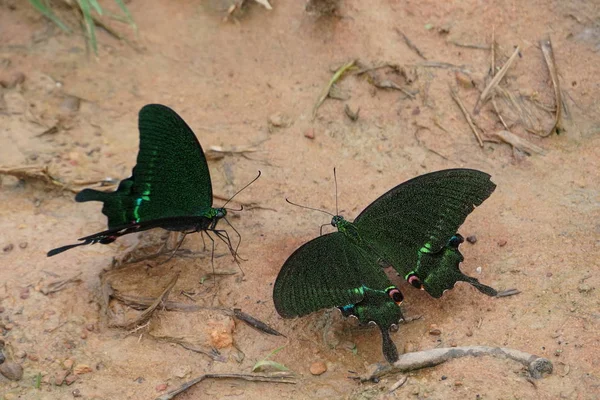 Primer Plano Hermosas Mariposas Bebiendo Agua Aire Libre —  Fotos de Stock