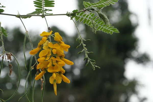 Nahaufnahme Von Farbigen Blumen Die Freien Wachsen — Stockfoto