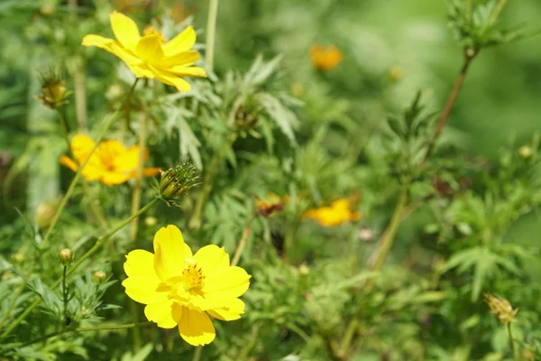 Primo Piano Fiori Colore Che Crescono All Aperto — Foto Stock