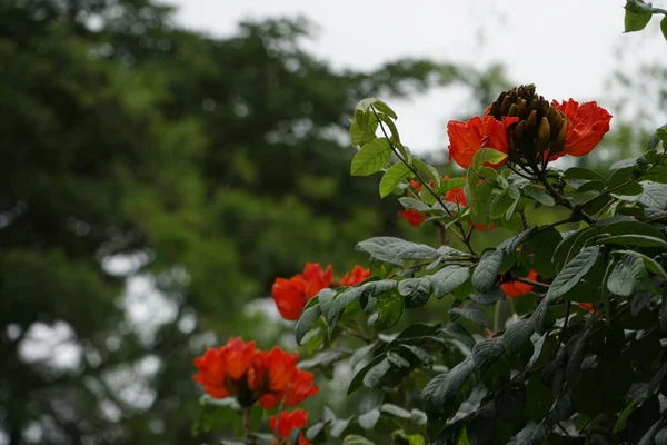 屋外で成長している色の花のクローズアップ — ストック写真