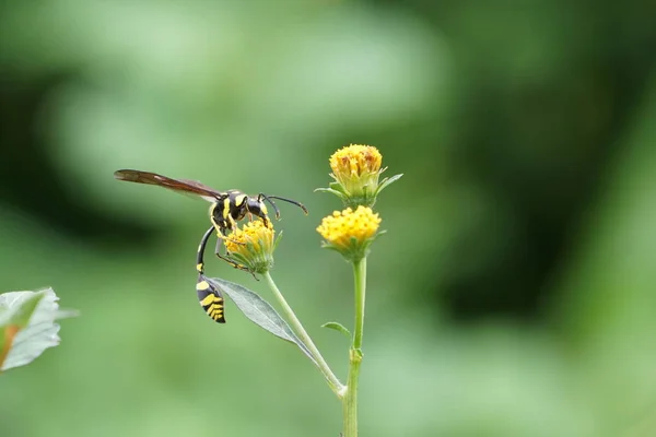 Close Van Kleur Bloem Kweken Buiten — Stockfoto