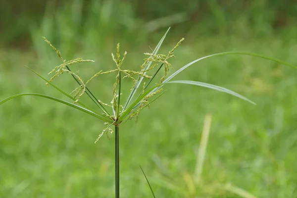 白天户外绿色植物的特写 — 图库照片